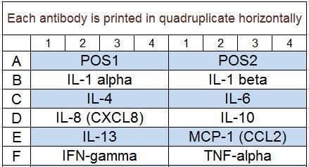 Human Inflammation Array Q1