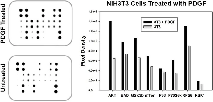 Human/Mouse AKT Pathway Phosphorylation Array C1