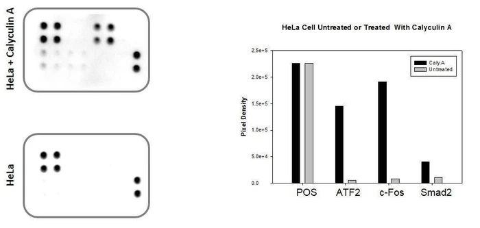 Human TGF beta Pathway Phosphorylation Array C1