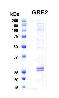 Recombinant Human Growth Factor Receptor-Bound Protein 2 (GRB2)