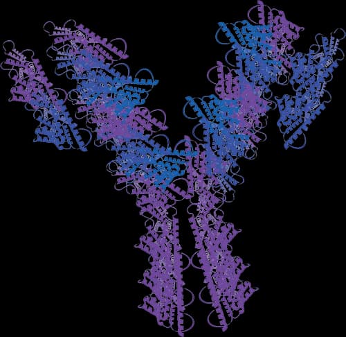 Anti-Malate dehydrogenase Antibody