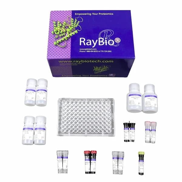 RayPlex® Human BDNF Bead Assay