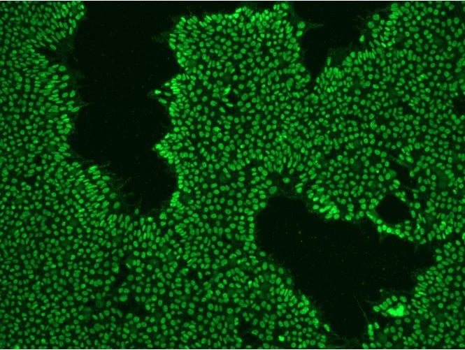 StemAb™ Oct4 Antibody (Affinity Purified), Rabbit anti-Mouse/Human