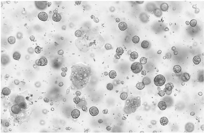 TGF beta 1 Protein, Human/Rhesus/Cynomolgus/Canine, Recombinant