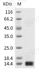 IL-4 Protein, Human, Recombinant