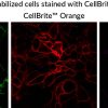 CellBrite® Cytoplasmic Membrane Dyes - Image 9