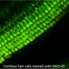 AM1-43 (Equivalent to FM®1-43FX) - Image 2