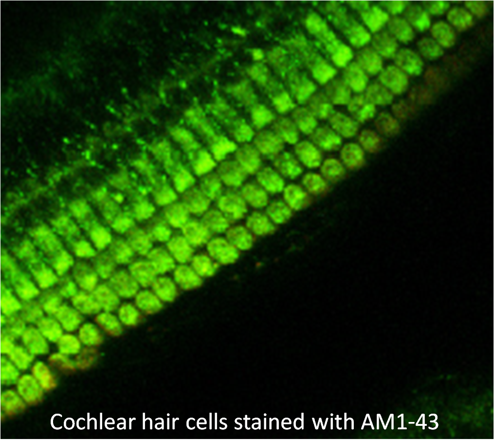 AM1-43 (Equivalent to FM®1-43FX) - Image 2