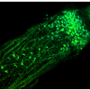 AM1-43 (Equivalent to FM®1-43FX) - Image 3