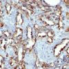 Monoclonal anti CD31 / PECAM 1 (C31.7)