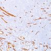 Monoclonal anti CD34 (QBEnd/10)
