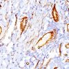 Monoclonal anti CD34 (QBEnd/10)
