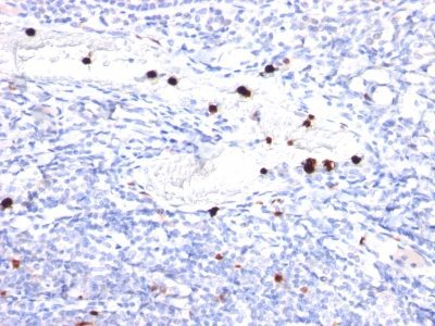 Monoclonal anti Granulocyte Colony Stimulating Factor (G CSF) (CSF3) (CSF3/900)