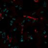 CD31 / PECAM-1 Monoclonal Mouse Antibody (C31.7)