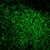 Tyramide Amplification Buffer Plus - Image 9
