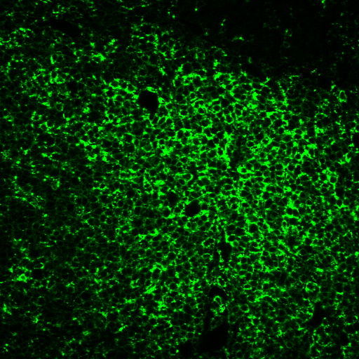 Tyramide Amplification Buffer Plus - Image 9
