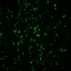 Tyramide Amplification Buffer Plus - Image 8
