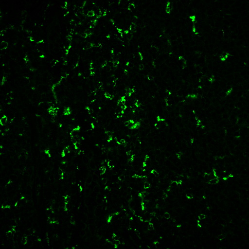 Tyramide Amplification Buffer Plus - Image 8