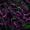 Wheat Germ Agglutinin (WGA) Conjugates - Image 8