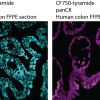 CF® Dye Tyramide - Image 4