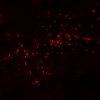 CF® Dye PNA Lectin (Arachis hypogaea) - Image 2