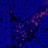 TUNEL Assay Apoptosis Detection Kit - Image 2