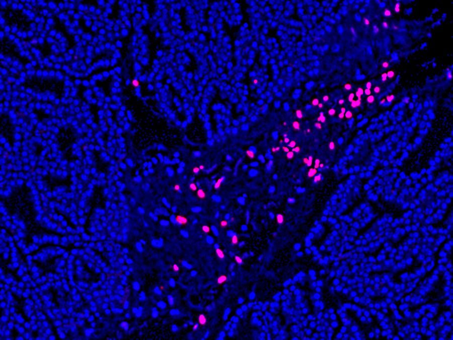 TUNEL Assay Apoptosis Detection Kit - Image 2
