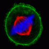 Mix-n-Stain™ CF® Dye Antibody Labeling Kits - Image 9