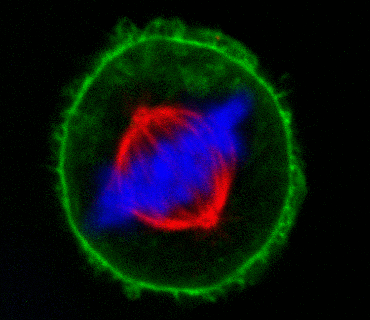 Mix-n-Stain™ CF® Dye Antibody Labeling Kits - Image 9