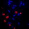 Wheat Germ Agglutinin (WGA) Conjugates - Image 3
