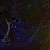 CF® Dye Tyramide - Image 10
