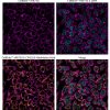 CellBrite® Cytoplasmic Membrane Dyes - Image 13
