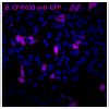 GFP Monoclonal Mouse Antibody (9F9.F9) - Image 2