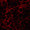Wheat Germ Agglutinin (WGA) Conjugates - Image 7