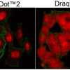 RedDot™2 Far-Red Nuclear Stain, 200X in DMSO - Image 2