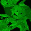 ViaFluor® SE Cell Proliferation Kits - Image 9