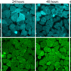 ViaFluor® SE Cell Proliferation Kits - Image 12