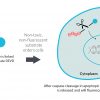 NucView® Caspase-3 Enzyme Substrates - Image 4