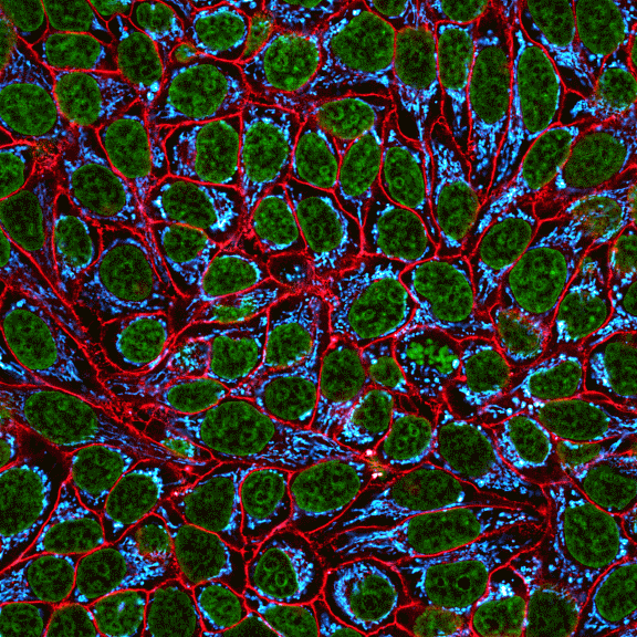 CellBrite® Fix Membrane Stains - Image 4