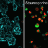 NucView® Caspase-3 Enzyme Substrates - Image 10