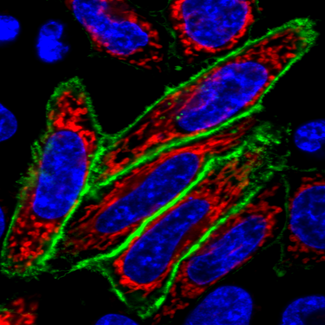Mix-n-Stain™ CF® Dye Small Ligand Labeling Kits - Image 2