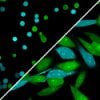 ViaFluor® SE Cell Proliferation Kits - Image 10