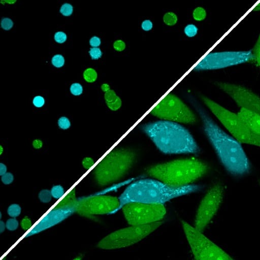 ViaFluor® SE Cell Proliferation Kits - Image 10