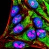 Tyramide Amplification Buffer Plus - Image 4