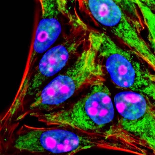 Tyramide Amplification Buffer Plus - Image 4
