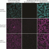 TrueBlack® IF Background Suppressor System (Permeabilizing) - Image 2