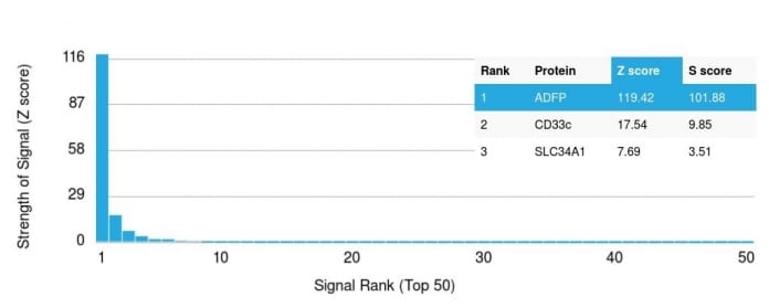 Analysis of Protein Array containing more than 19000 full-length human proteins using Adipophilin Mouse Monoclonal Antibody (ADFP/1365). Z- and S- Score: The Z-score represents the strength of a signal that a monoclonal antibody (MAb) (in combination with a fluorescently-tagged anti-IgG secondary antibody) produces when binding to a particular protein on the HuProtTM array. Z-scores are described in units of standard deviations (SDâs) above the mean value of all signals generated on that array. If targets on HuProtTM are arranged in descending order of the Z-score the S-score is the difference (also in units of SDâs) between the Z-score. S-score therefore represents the relative target specificity of a MAb to its intended target.  A MAb is considered to specific to its intended target if the MAb has an S-score of at least 2.5. For example if a MAb binds to protein X with a Z-score of 43 and to protein Y with a Z-score of 14 then the S-score for the binding of that MAb to protein X is equal to 29.