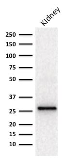 Western blot Analysis of human Kidney lysate using  Adiponectin Mouse Monoclonal Antibody (ADPN/1370).