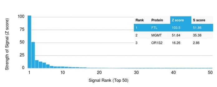 Analysis of Protein Array containing more than 19000 full-length human proteins using Ferritin Light Chain Mouse Monoclonal Antibody (FTL/1386)  Z- and S- Score: The Z-score represents the strength of a signal that a monoclonal antibody (MAb) (in combination with a fluorescently-tagged anti-IgG secondary antibody) produces when binding to a particular protein on the HuProtTM array. Z-scores are described in units of standard deviations (SDâs) above the mean value of all signals generated on that array. If targets on HuProtTM are arranged in descending order of the Z-score the S-score is the difference (also in units of SDâs) between the Z-score. S-score therefore represents the relative target specificity of a MAb to its intended target.  A MAb is considered to specific to its intended target if the MAb has an S-score of at least 2.5. For example if a MAb binds to protein X with a Z-score of 43 and to protein Y with a Z-score of 14 then the S-score for the binding of that MAb to protein X is equal to 29.
