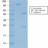 SDS-PAGE Analysis Purified Neurofilament Mouse Recombinant Monoclonal Antibody (rNF421). Confirmation of Purity and Integrity of Antibody.